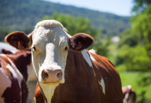 Especialista revela mitos sobre o consumo de carne bovina