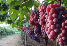Safra da uva robusta no RS impulsiona expectativas do setor para a Wine South America